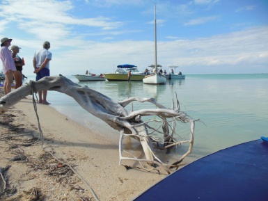 Driftwood